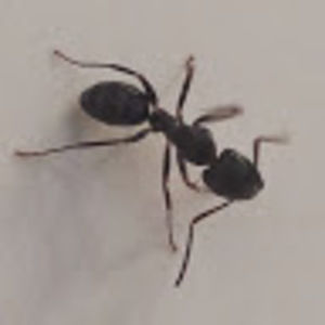 Meet your Posher, Ashur